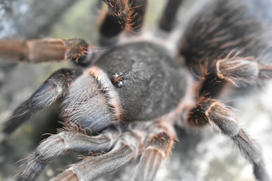 Vista dorsal de tarántula Grammostola quirogai sobre sustrato