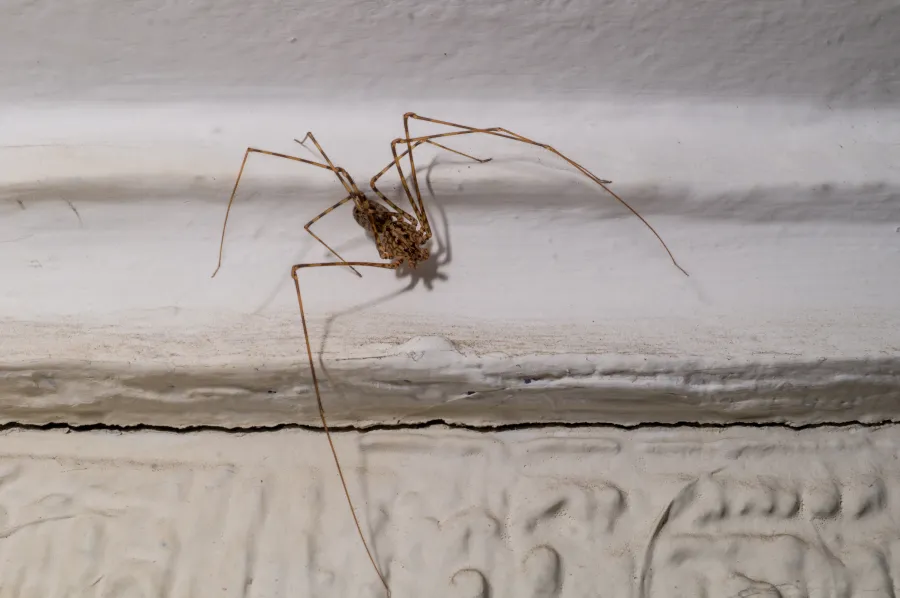 Vista dorsal de araña tigre Scytodes globula con patrón atigrado