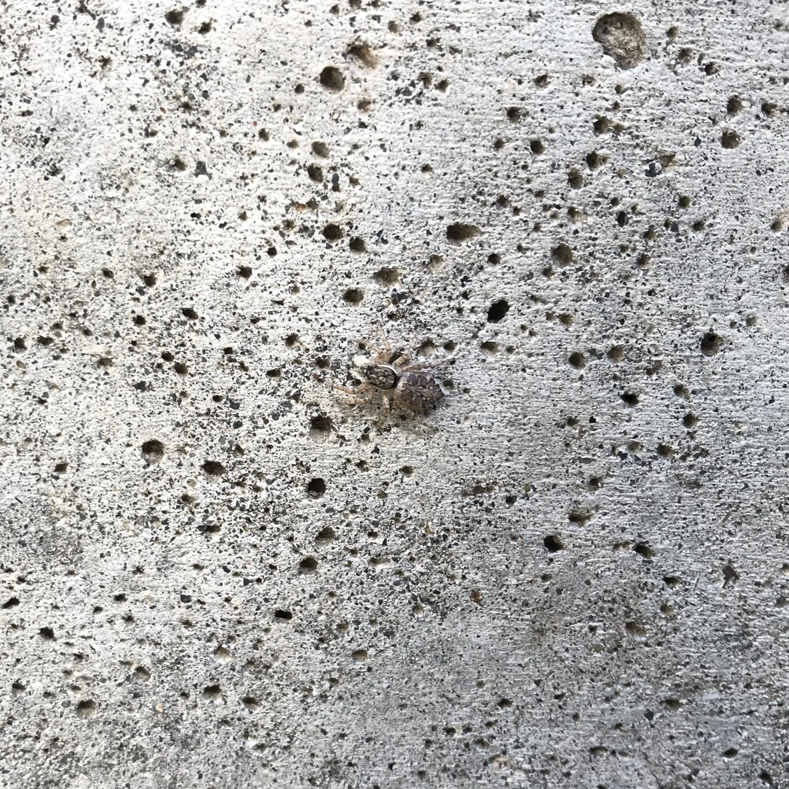 Vista dorsal de araña saltarina Menemerus sobre muro de concreto
