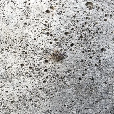 Araña saltarina